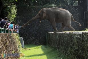 IUCN: Gajah Sumatera Terancam Punah