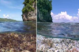 Great Barrier Reef Alami Kematian Terparah dalam Sejarah