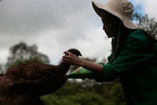 Dua Bayi Gajah Lahir di Konservasi Bali