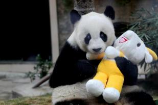 Panda Jantan Tertua di Dunia Mati