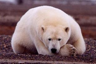 Pemanasan Global Jadi Ancaman Terbesar Beruang Kutub