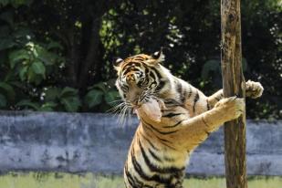 Harimau Sumatera di TNKS Diperkirakan Meningkat