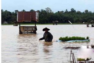 Ribuan Hektare Sawah Terendam di Lampung Timur