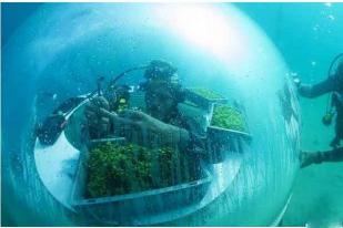 Nemo's Garden, Kebun Bawah Laut  Solusi Krisis Pangan Dunia