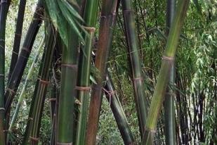 Bambu Gombong, Pohon Multiguna