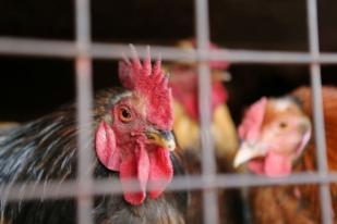 Jepang Musnahkan Lebih dari 280 Ribu Ayam Terkait Flu Burung