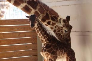 Jerapah Lahirkan Anak Jantan di Kebun Binatang New York