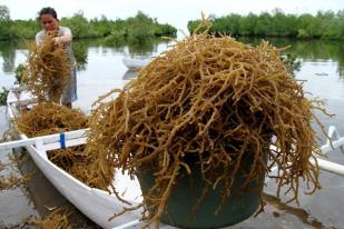Akademisi: Rumput Laut Indonesia Sebagai Bioenergi
