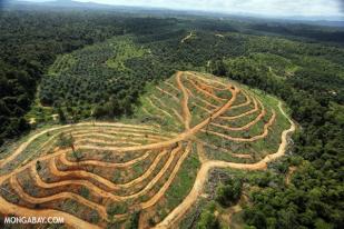Raksasa Kelapa Sawit IOI Menghapuskan Deforestasi dari Rantai Pasokan