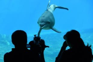 Prancis Melarang Penangkaran Lumba-lumba dan Paus Pembunuh