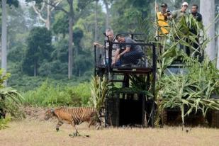 Panglima TNI Melepas Harimau Sumatera
