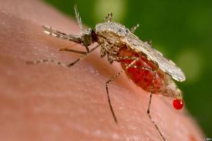 Peneliti Temukan Kelemahan Parasit Malaria, Hentikan Penularan