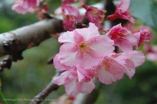 Bunga Sakura di Kebun Raya Cibodas LIPI Mekar