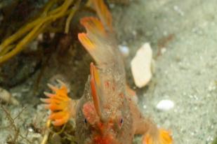 Ilmuwan Temukan Populasi Baru Ikan Terlangka di Tasmania