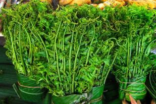 Pakis Sayur, Tumbuhan Liar Kaya Antioksidan