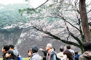 Pelancong Menikmati Bunga Sakura di Istana Kekaisaran