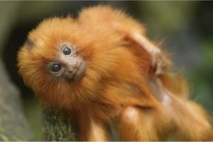 Primata Langka Terancam Punah Lahir di Kebun Binatang Yerusalem