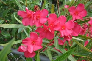 Bunga Mentega, Beracun tetapi Berpotensi Antikanker