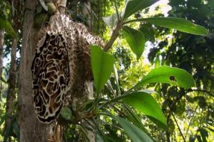Sarang Semut Papua, Jaga Stamina Tubuh