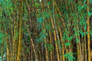 Fiji Tertarik Budidayakan Bambu Indonesia