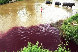 Pemerintah Tindak Tegas Perusahaan Pencemar Sungai Citarum