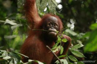 1.200 Orangutan Kembali Terancam Oleh Pengrusakan Hutan