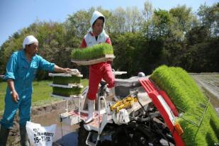 Petani Fukushima Berjuang Meyakinkan Konsumen