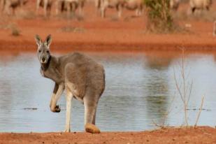 New South Wales Kekeringan, Petani Dibolehkan Tembak Kanguru