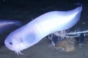 Tiga Spesies Ikan Baru Ditemukan di Dasar Samudera Pasifik
