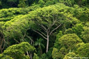 Filantrop Dunia Sumbang Rp6 Triliun untuk Lindungi Hutan