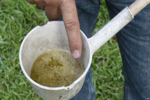 Larva Nyamuk Sebarkan Polusi Mikroplastik ke Rantai Makanan