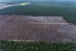 Investigasi Greenpeace Perusahaan Dunia masih Terkait Perusakan Hutan di Indonesia