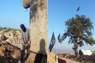 Jihadis Tebang Pohon Berusia Ratusan Tahun di Suriah