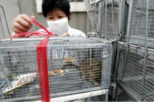 Kasus Hepatitis E Tikus pada Manusia Ditemukan di Hong Kong