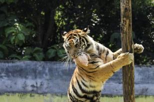 Harimau Terjebak di Kolong Ruko di Riau