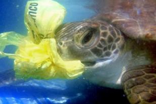 Sampah Plastik Meliputi Tiga Penyu Mati di Pulau Pari