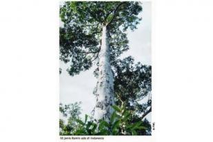 Dinas PUPR Bangka Belitung: Pohon Ramin Punah