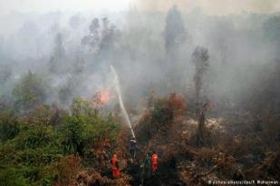 Cegah Kebakaran Hutan, Ilmuwan: Dengarkan Suara Hutan