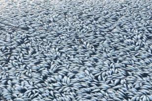 Ratusan Ribu Ikan Mati Tak Terkendali di Sungai Australia 