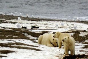 Perubahan Iklim Ancam Habitat Beruang Kutub