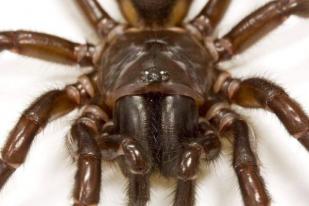 Racun Laba-laba Beri Kesempatan Hidup bagi Penderita Stroke