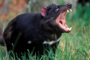 Meski Punah, Tasmanian Devil Jadi Lambang Negara Bagian
