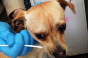 Tes DNA Selamatkan Seekor Anjing dari Eksekusi Mati