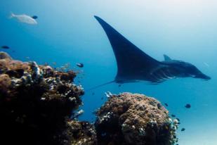 Perlu Gebrakan Lindungi Habitat Laut Indonesia