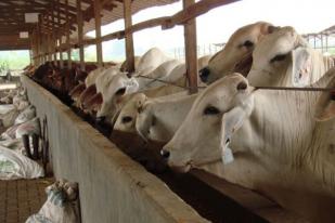 Kenaikan Harga Daging Sapi Australia Mengkhawatirkan Importir Indonesia