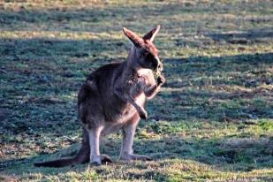 Kebanyakan Kanguru Ternyata Kidal