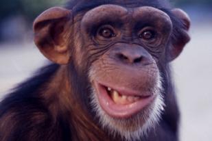 Simpanse Tertawa dan Tersenyum Seperti Manusia