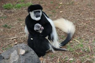 Kebun Binatang Canberra Sambut Bayi Monyet Colobus