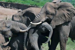Zimbabwe Jual Gajah Seharga Rp 533 Juta per Ekor Ke Tiongkok