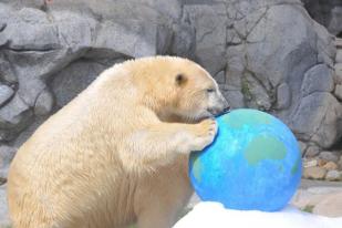 Beruang Kutub dari Queensland Dipindahkan ke Kanada